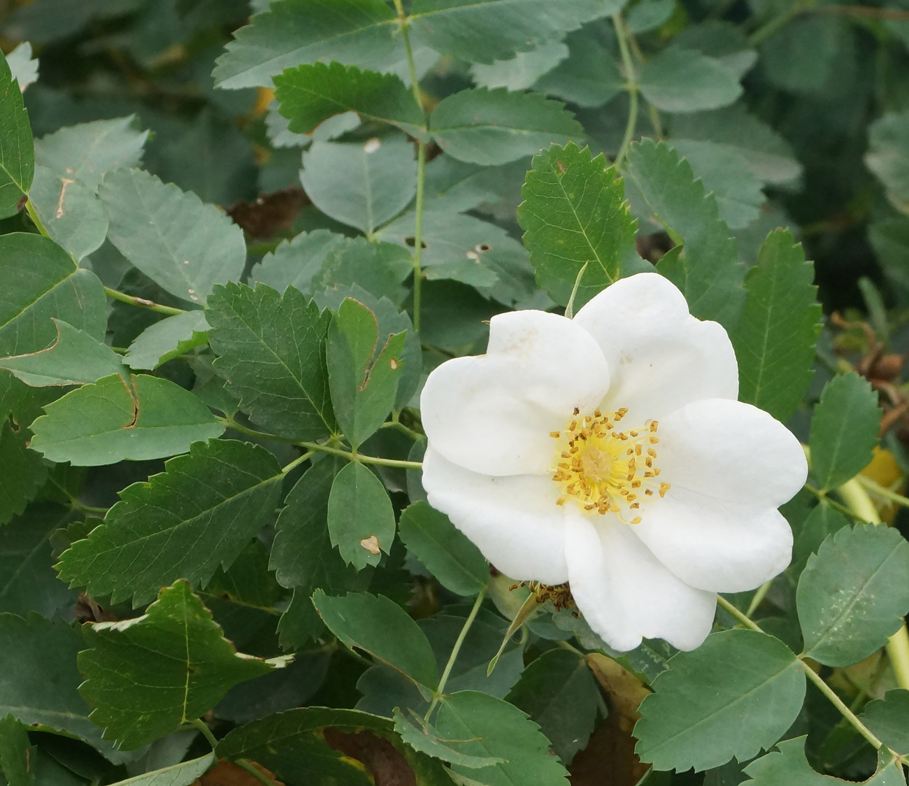 Image of genus Rosa specimen.