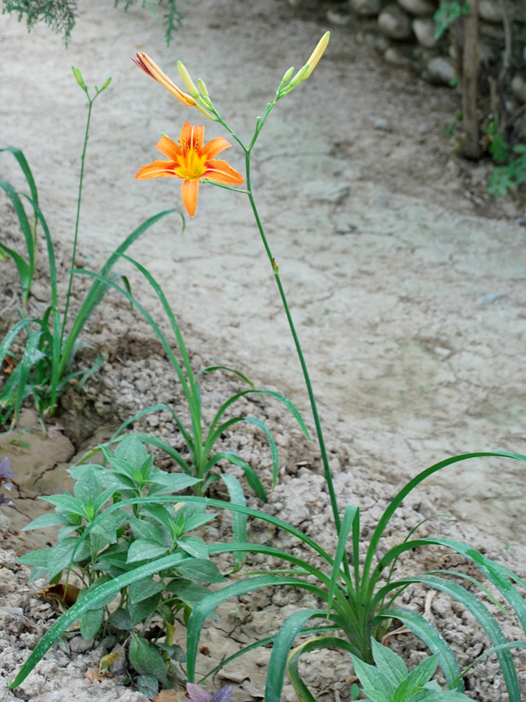 Image of Hemerocallis fulva specimen.