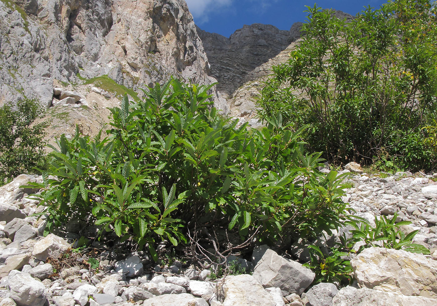 Image of Salix caucasica specimen.