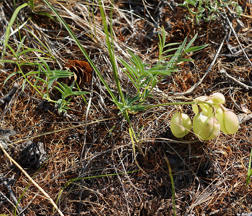 Image of Astragalus chorinensis specimen.