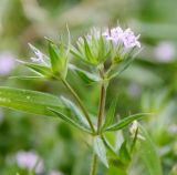 Sherardia arvensis