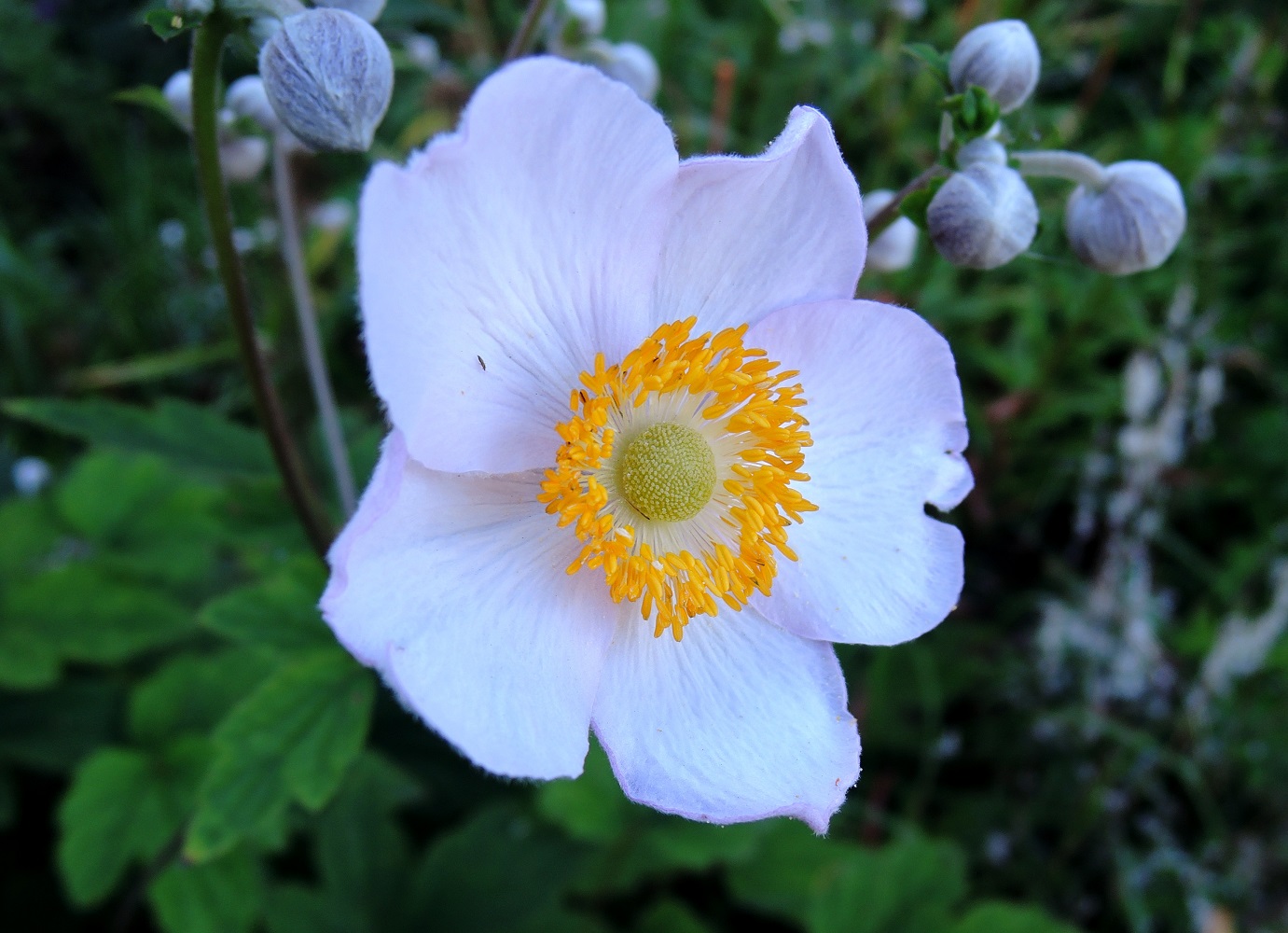 Image of Anemone hupehensis specimen.