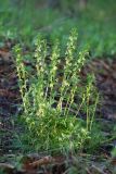 Pedicularis mandshurica. Цветущее растение. Приморский край, Находкинский городской округ, окр. пос. Врангель, мыс Каменского, в дубовом лесу. 26.05.2016.