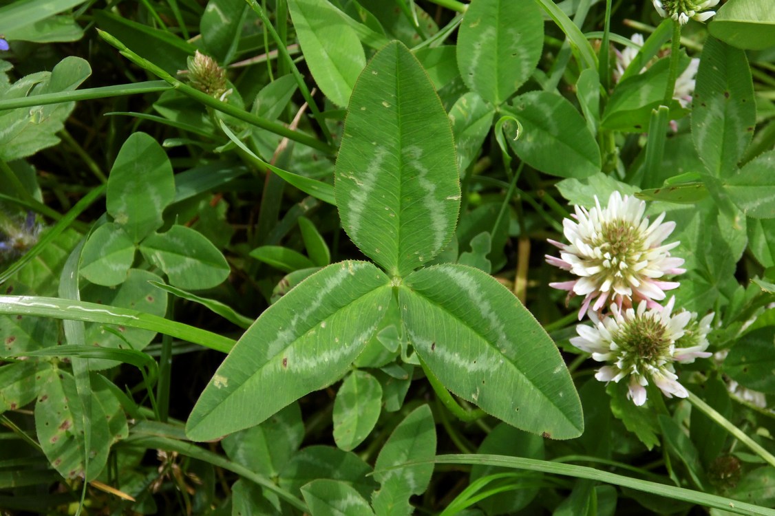 Image of Trifolium ambiguum specimen.