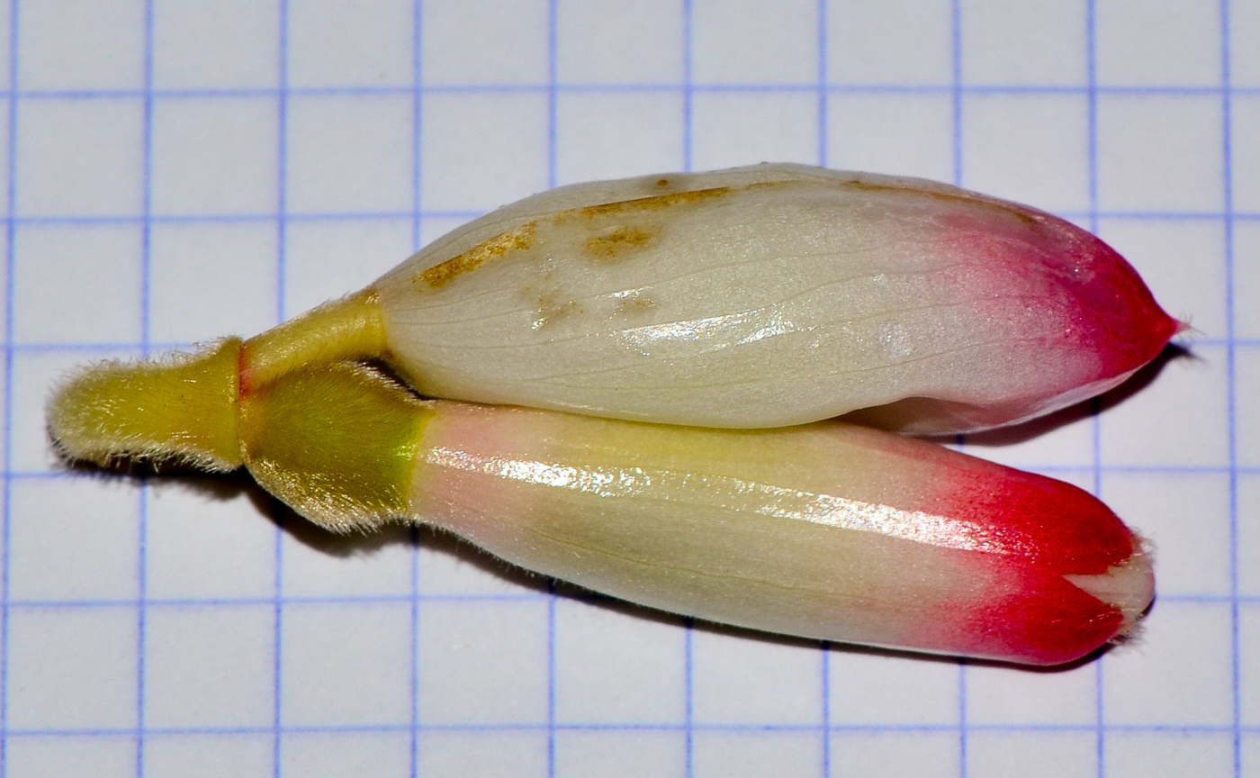 Image of Alpinia zerumbet specimen.