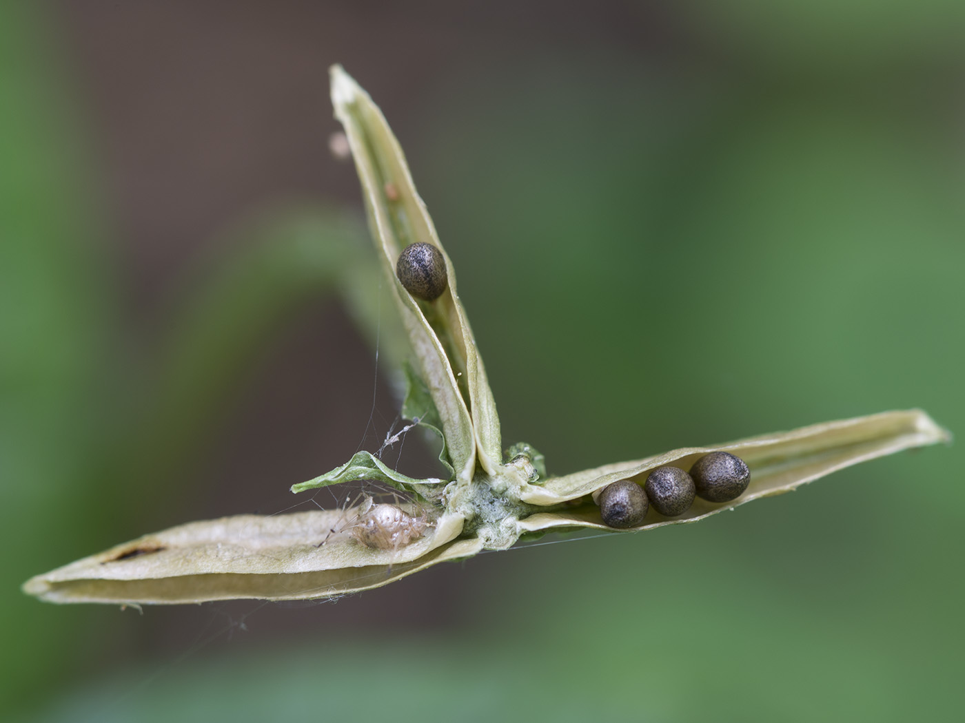 Image of Viola epipsila specimen.