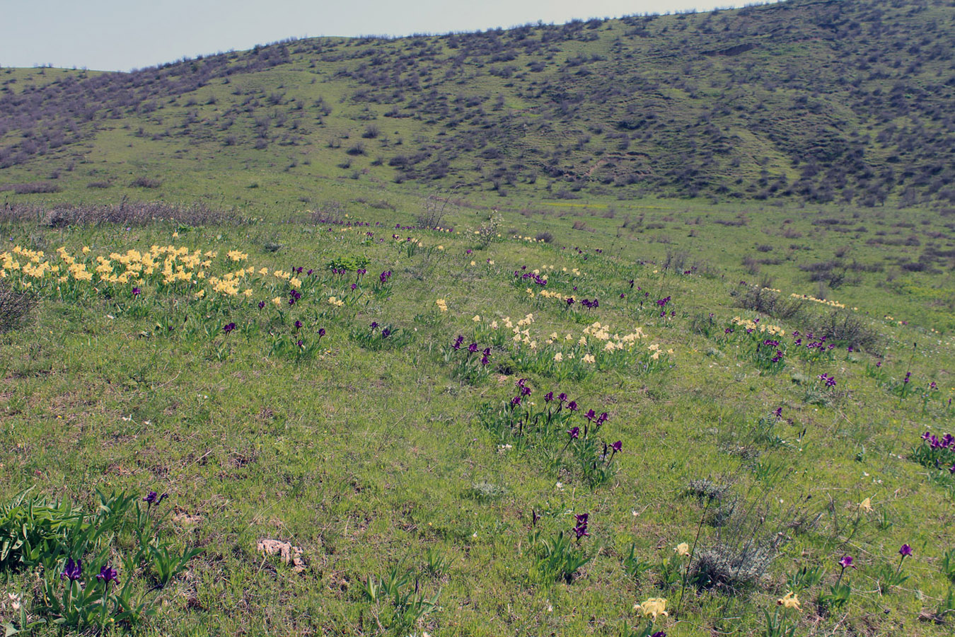 Image of Iris pumila specimen.