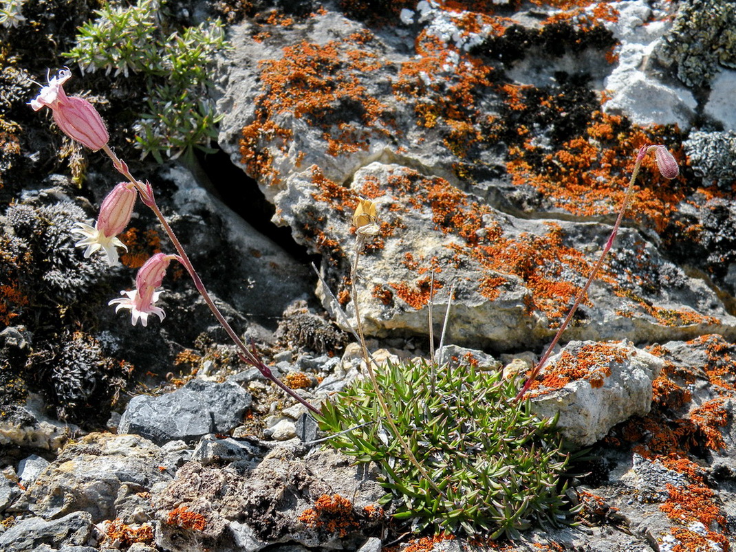 Image of Silene turgida specimen.