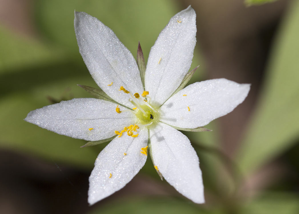 Изображение особи Trientalis europaea.