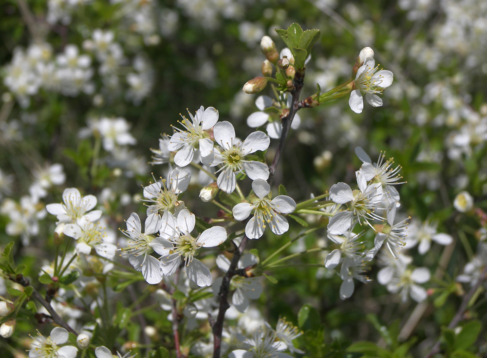 Изображение особи Cerasus fruticosa.