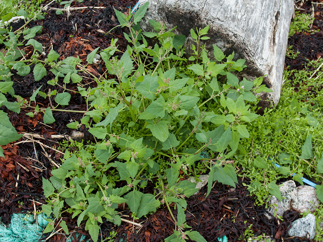 Image of Atriplex kuzenevae specimen.