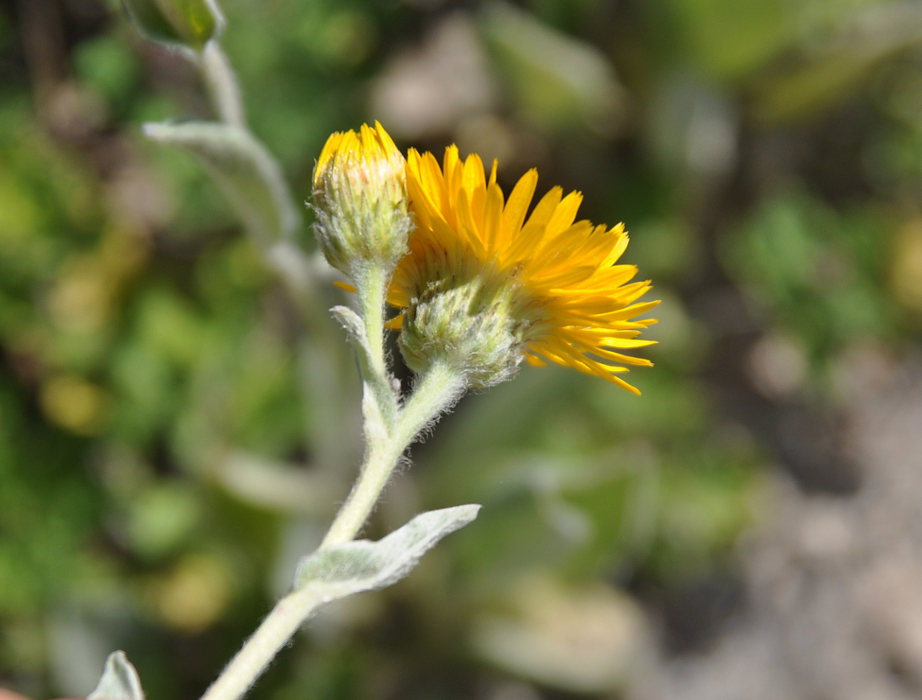 Image of Inula oculus-christi specimen.