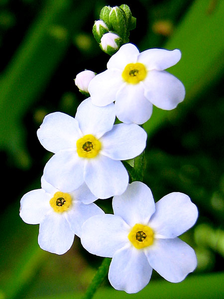 Изображение особи Myosotis palustris.