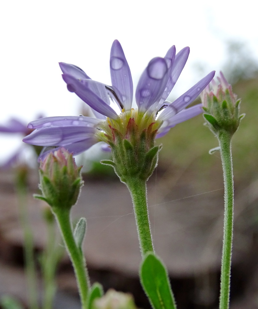 Изображение особи Rhinactinidia limoniifolia.