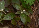 Alternanthera brasiliana