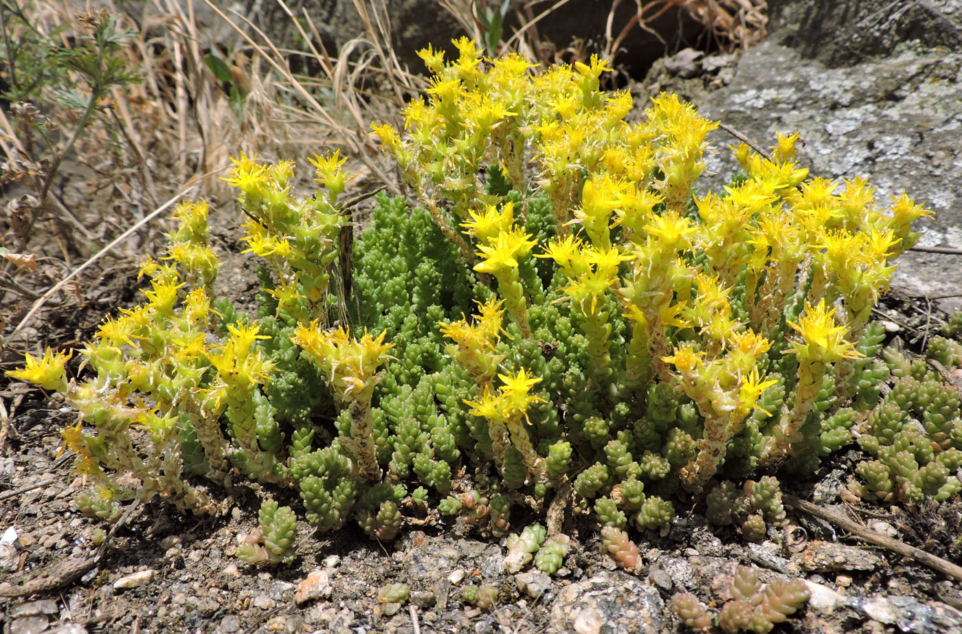 Image of Sedum acre specimen.