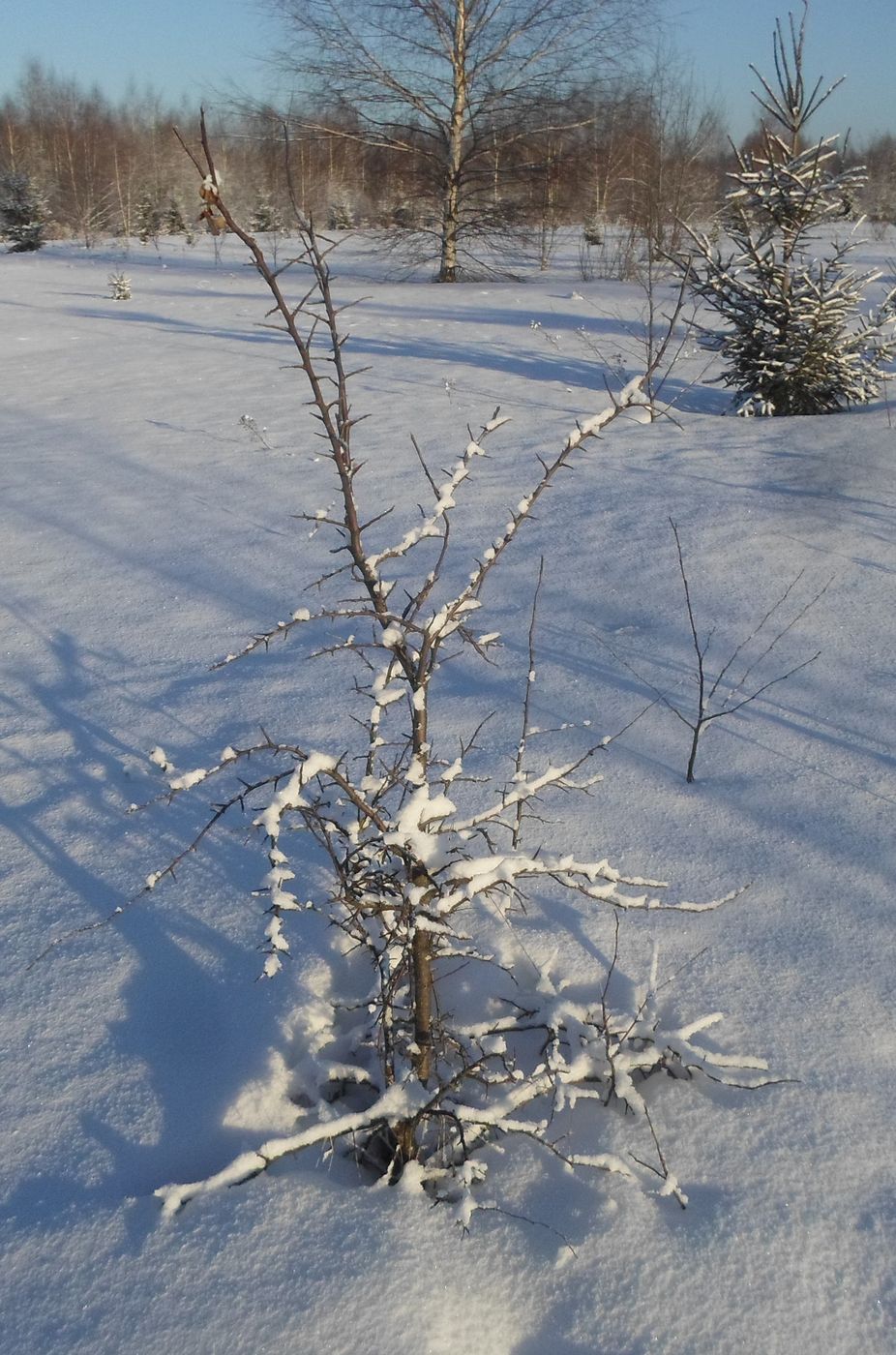 Изображение особи Malus domestica.