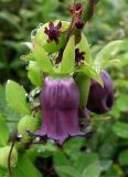 Codonopsis ussuriensis. Часть побега с бутонами и цветком на Veratrum maackii. Приморский край, Хасанский р-н, окр. мыса Мраморный, разнотравный луг на приморском склоне. 25.07.2016.