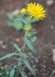 Inula britannica