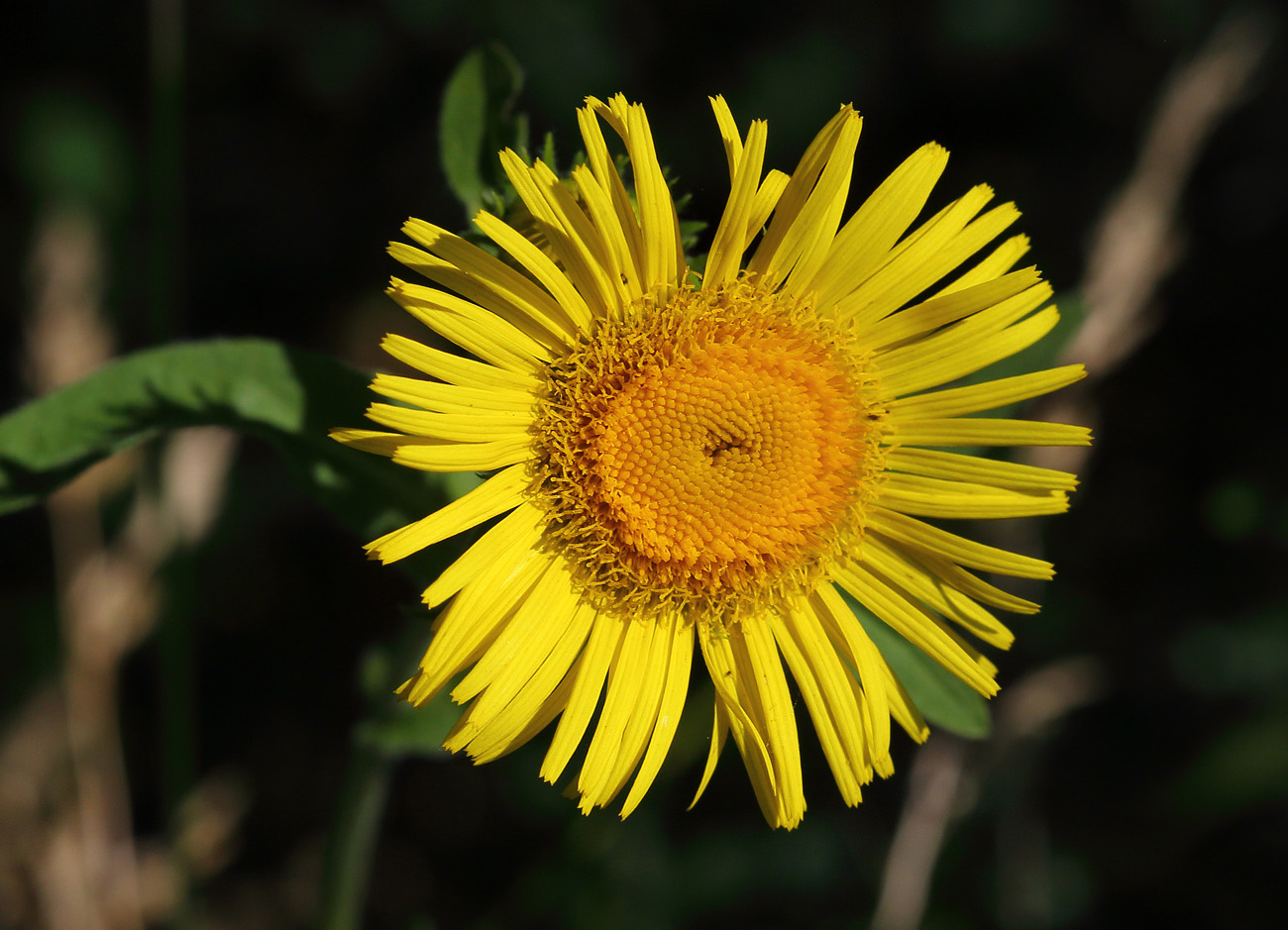 Изображение особи род Inula.