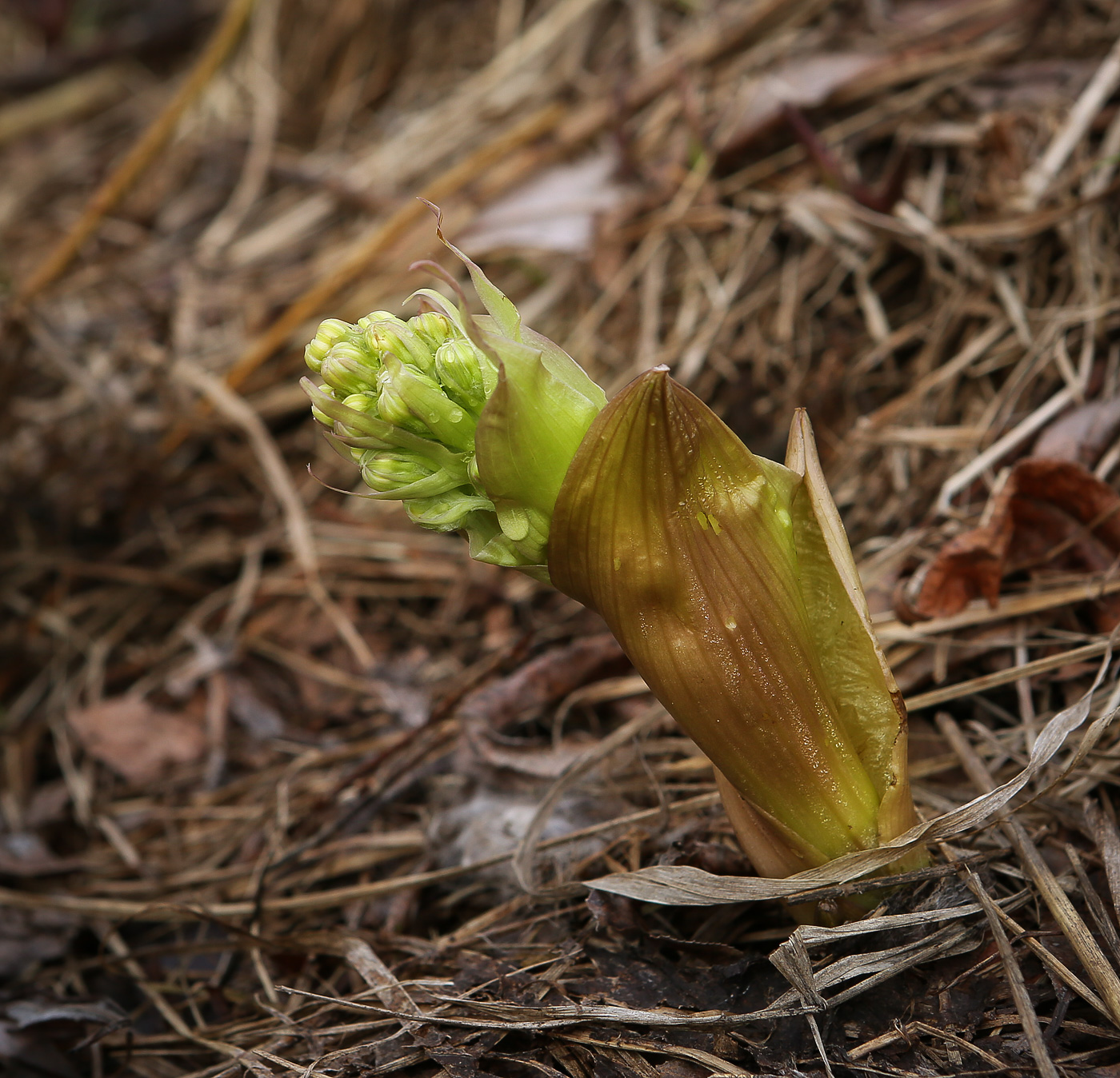 Image of Petasites spurius specimen.