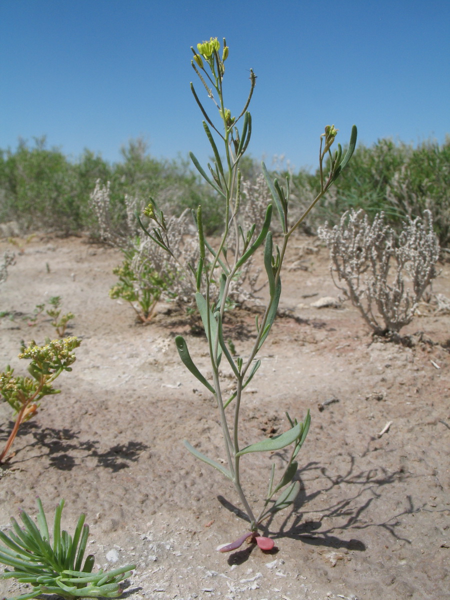 Image of Arabidopsis parvula specimen.