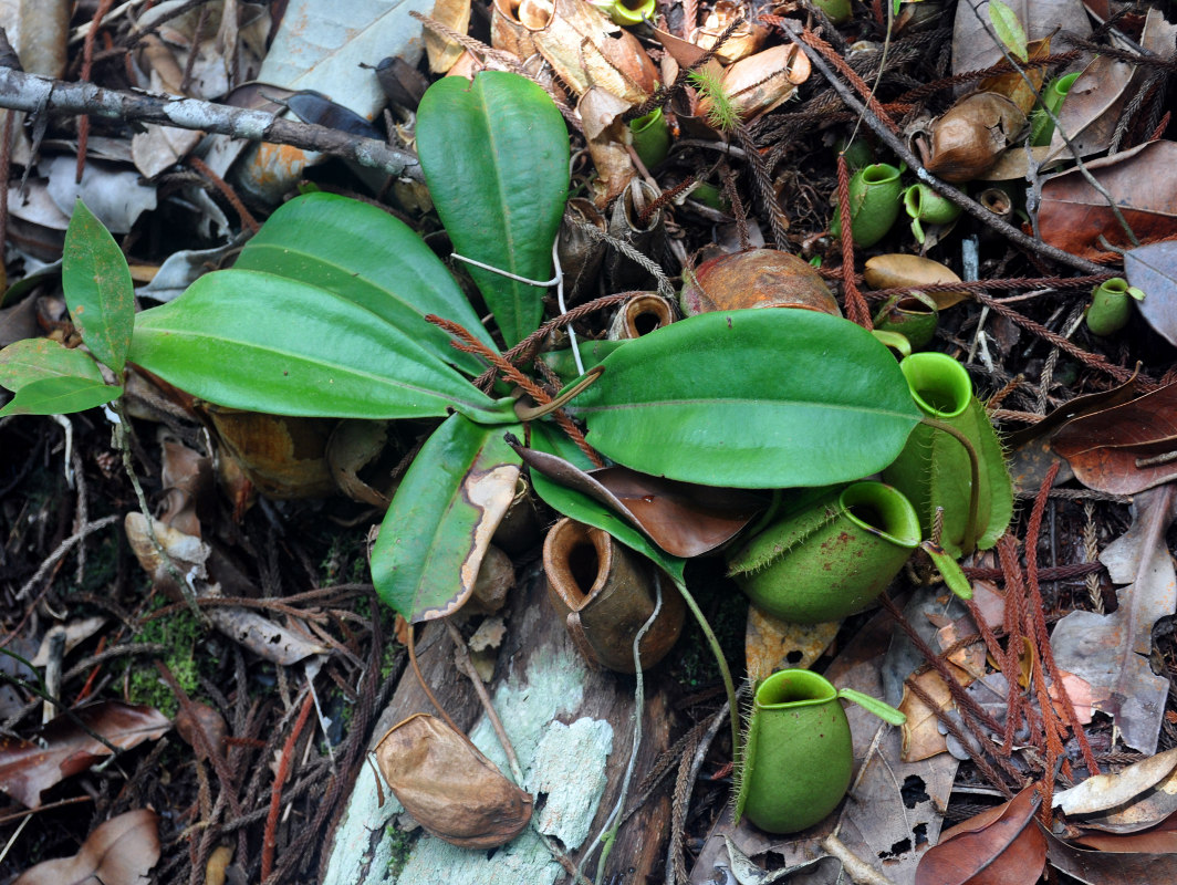 Image of Nepenthes ampullaria specimen.