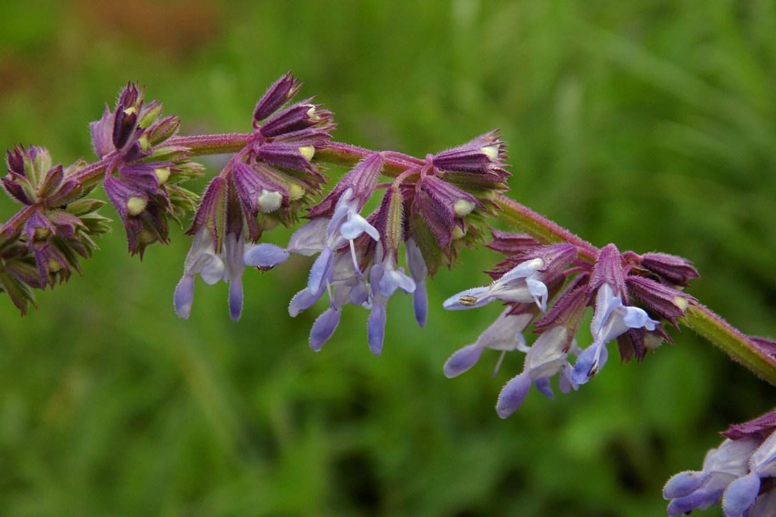 Изображение особи Salvia verticillata.