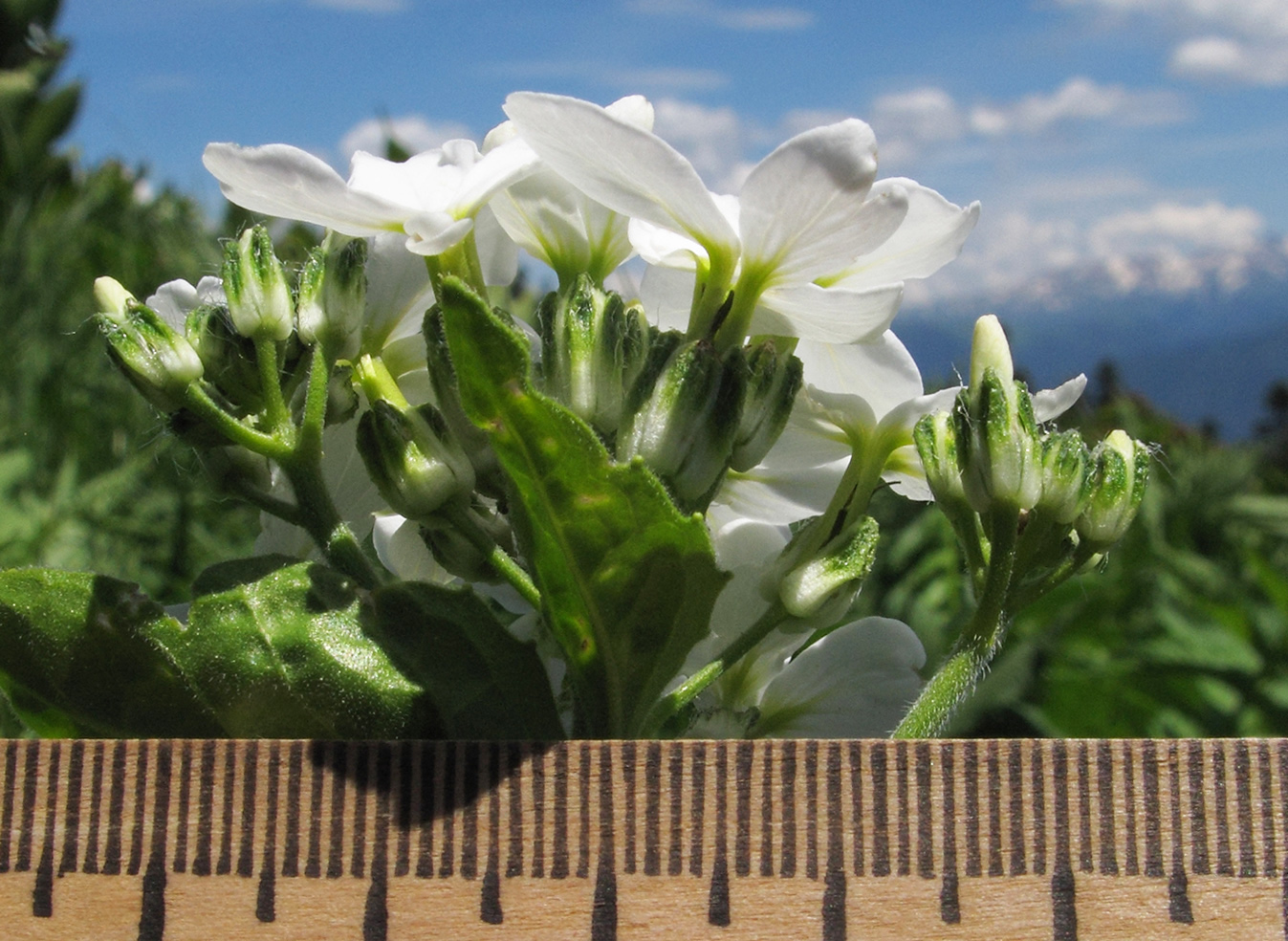 Image of Hesperis voronovii specimen.