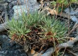 Armeria pubigera