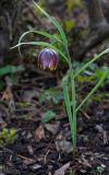 Fritillaria meleagris. Цветущее растение. (Привезено с выпасных лугов Черги.) Республика Алтай, Шебалинский р-н, с. Камлак, Горно-Алтайский ботанический сад, экспозиция. 08.05.2017.