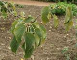 Davidia involucrata var. vilmoriniana