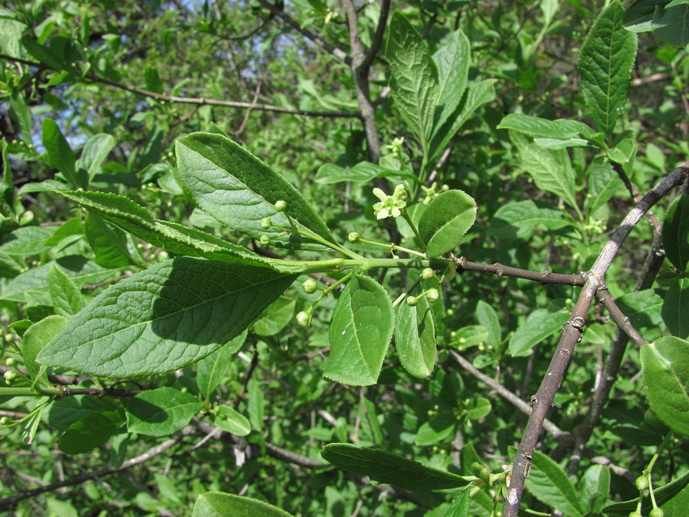 Image of Euonymus czernjaevii specimen.