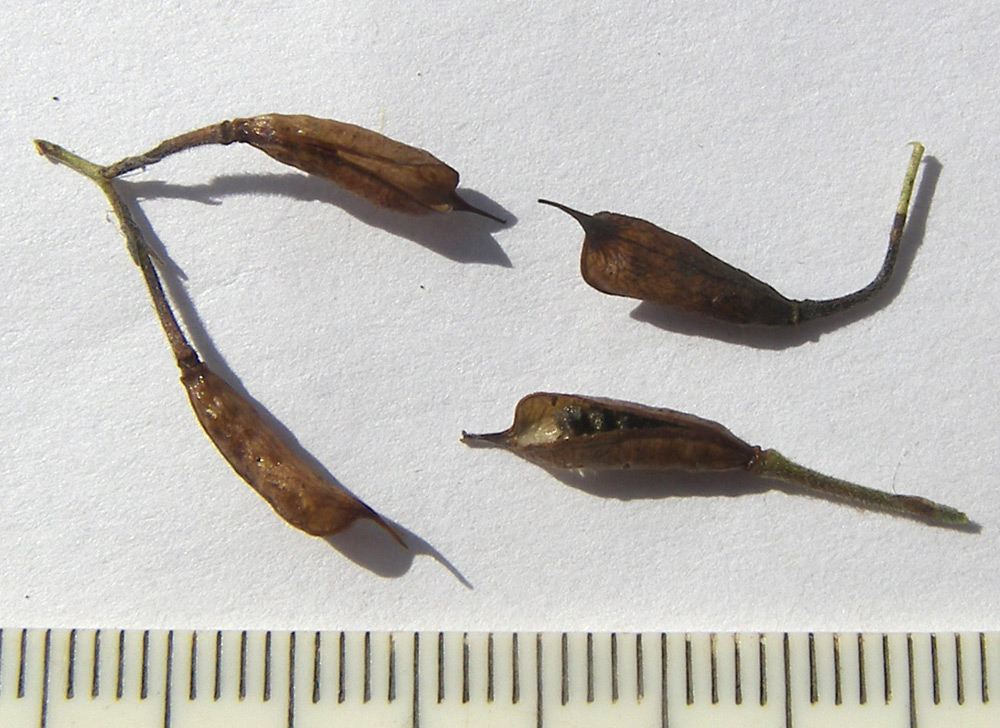 Image of Delphinium paniculatum specimen.