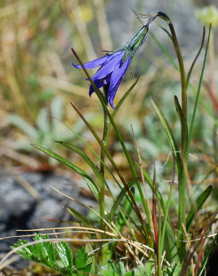 Изображение особи Campanula uniflora.