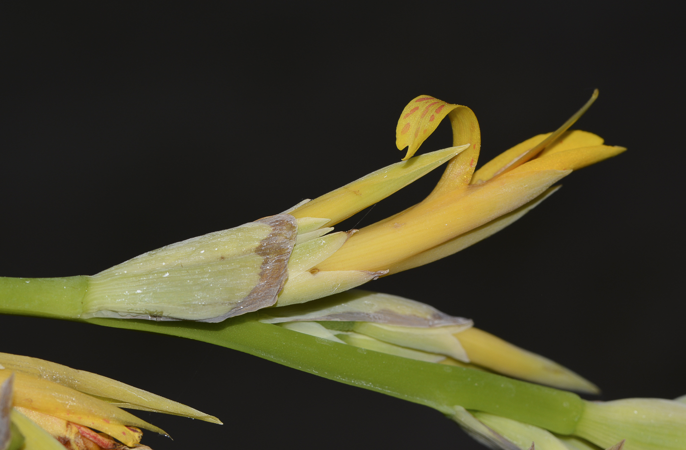 Image of Canna indica specimen.