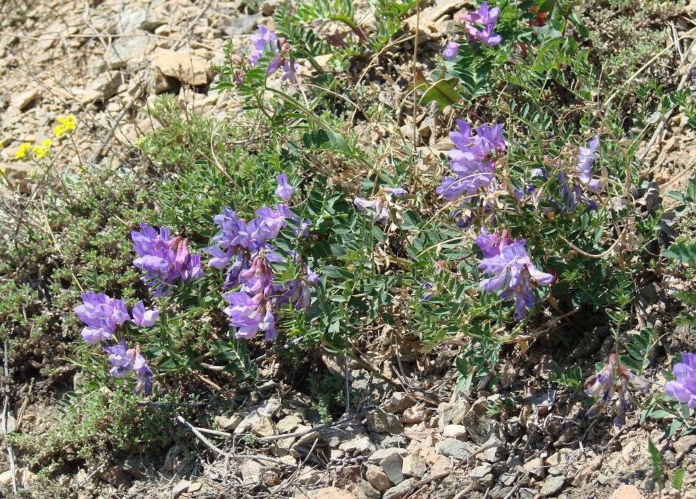 Изображение особи Vicia olchonensis.