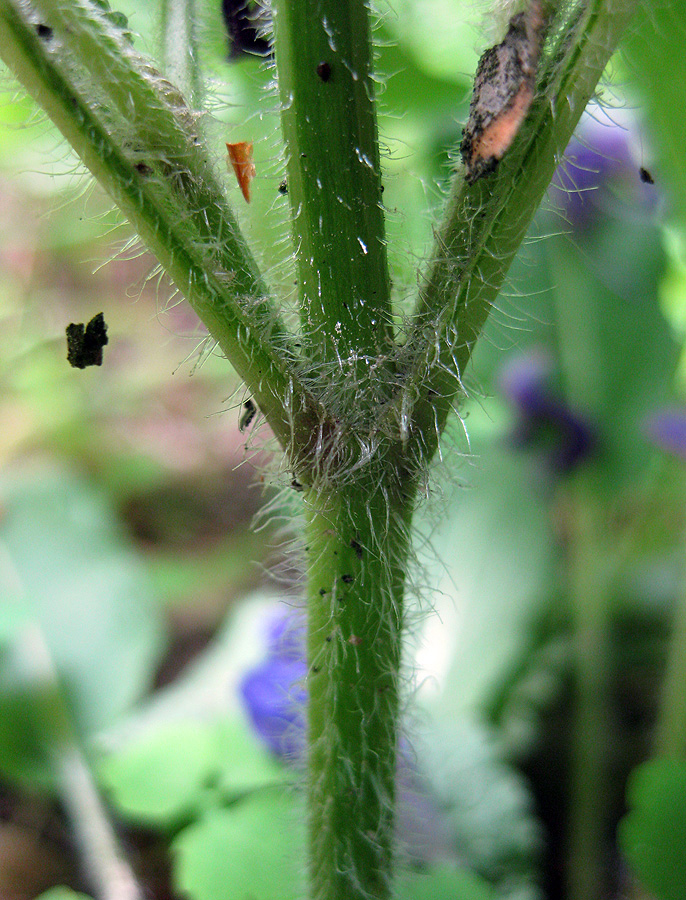 Изображение особи Salvia pratensis.