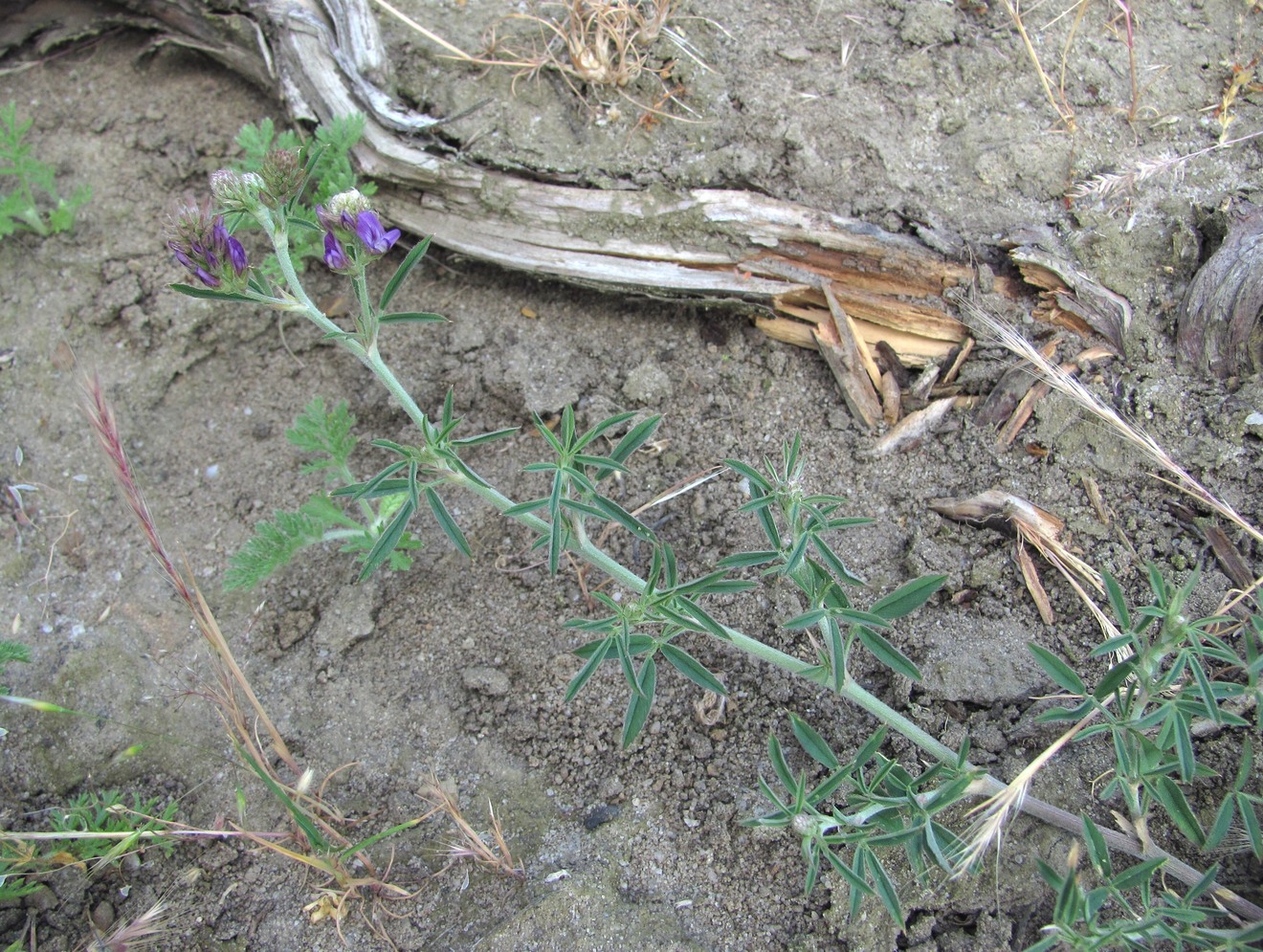 Изображение особи Medicago caerulea ssp. semicoerulea.