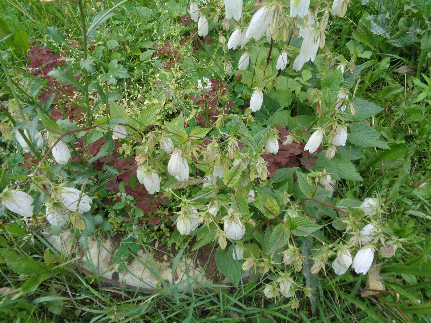 Изображение особи Campanula takesimana.