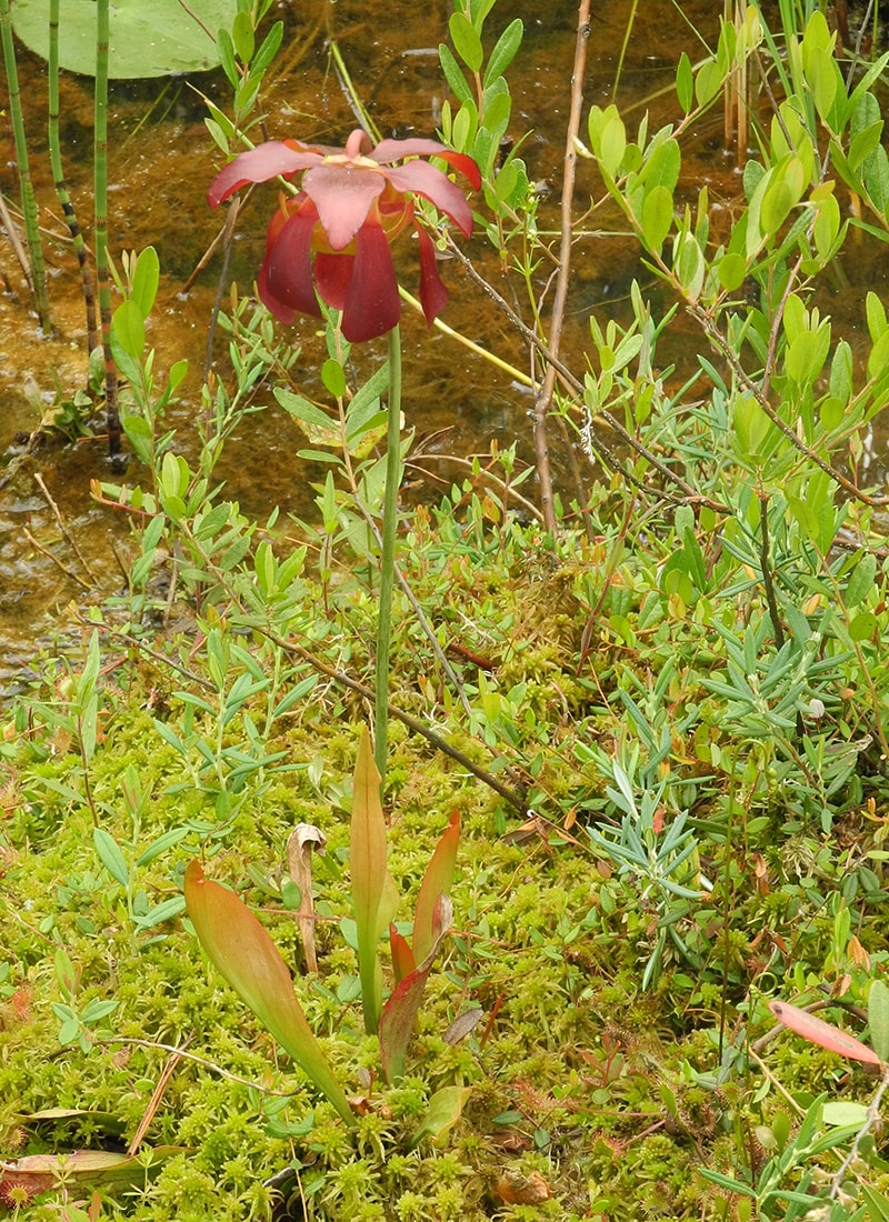 Image of Sarracenia purpurea specimen.