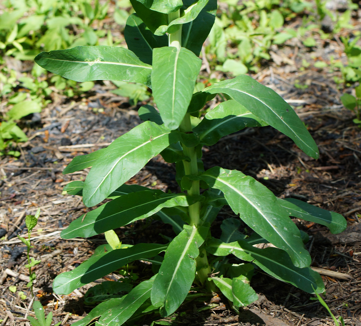 Image of Isatis costata specimen.