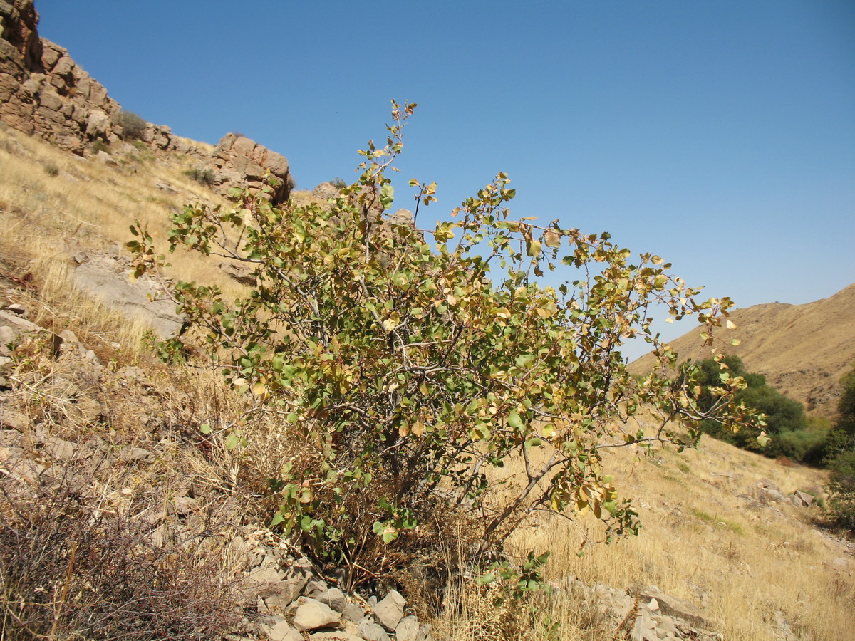 Image of Pistacia vera specimen.