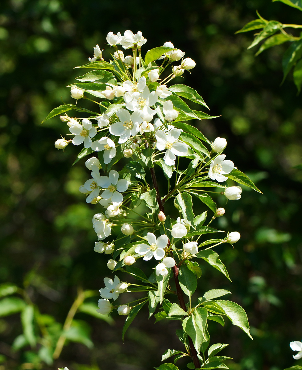 Image of genus Malus specimen.