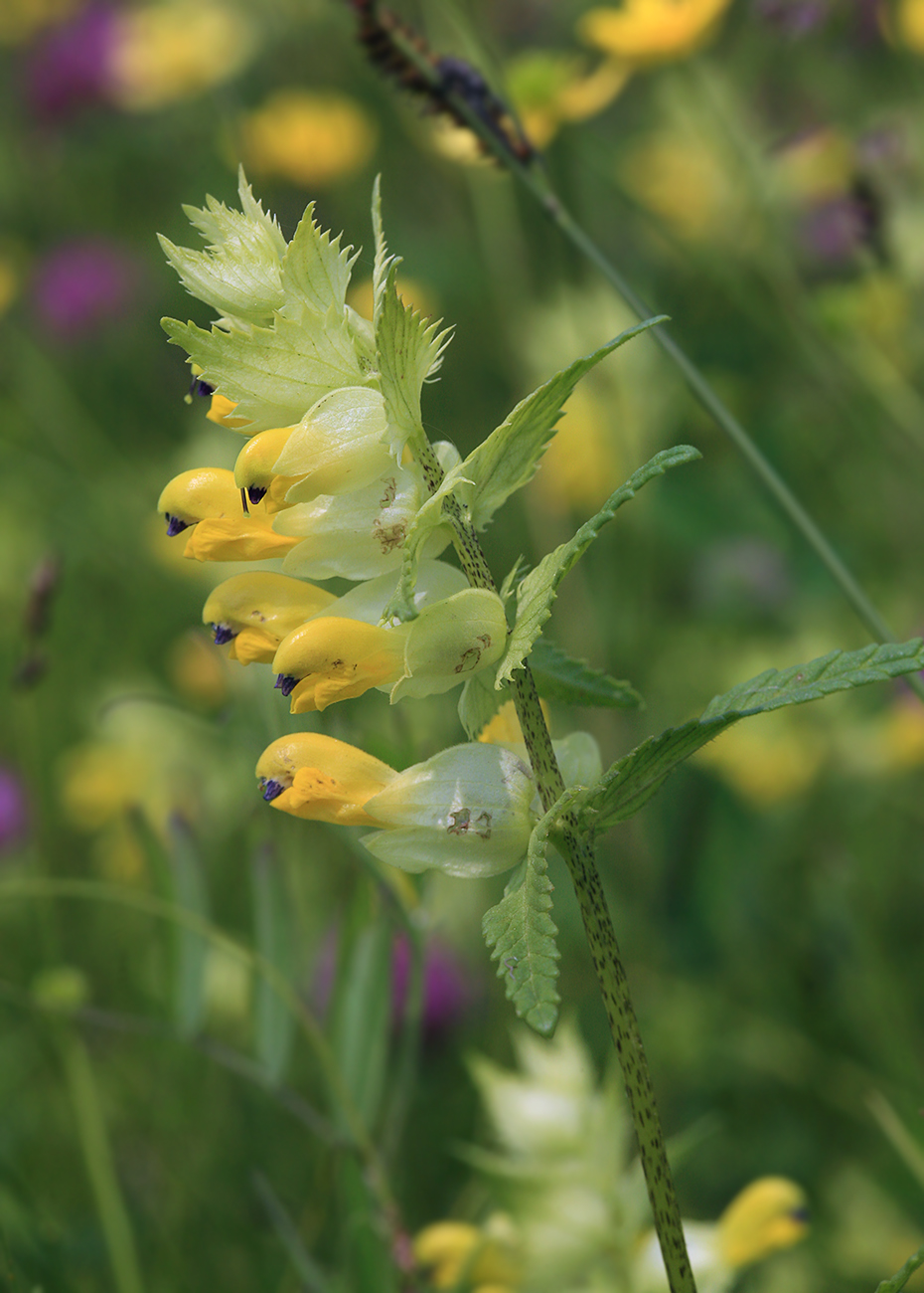 Image of Rhinanthus vernalis specimen.