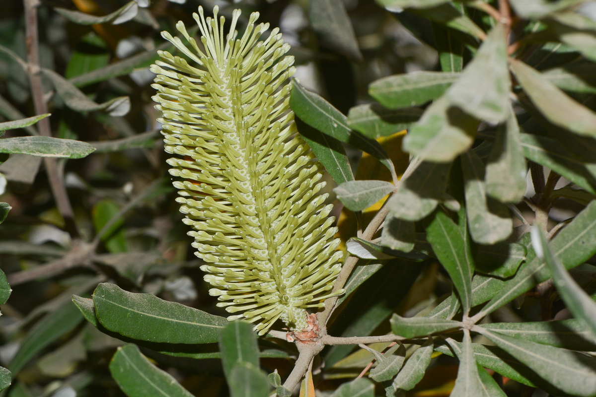 Image of Banksia integrifolia specimen.