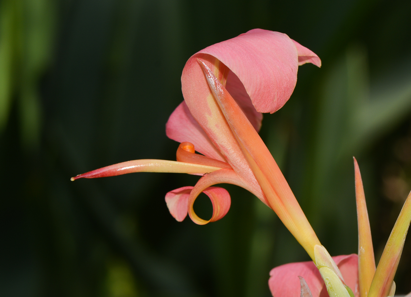 Изображение особи Canna flaccida.