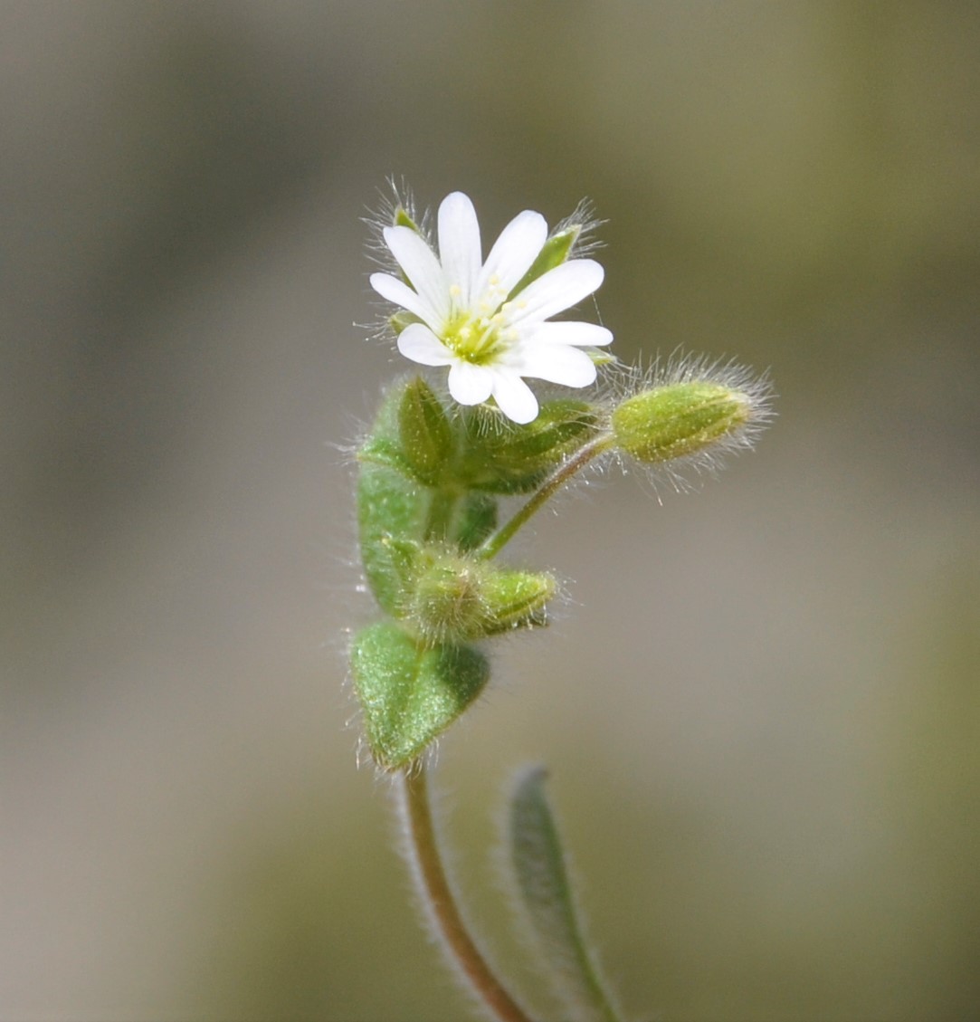 Image of Cerastium brachypetalum ssp. roeseri specimen.