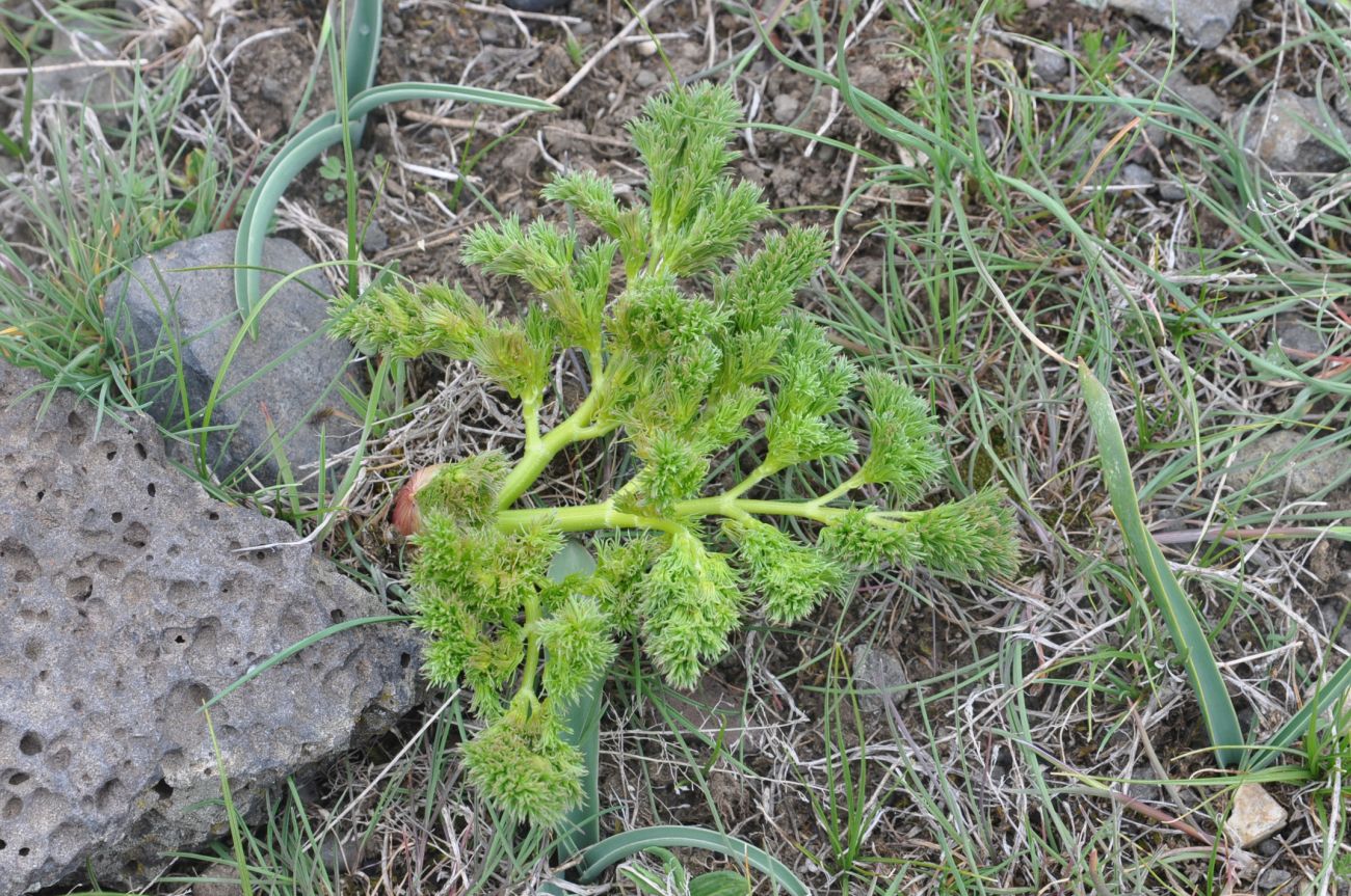 Image of genus Prangos specimen.