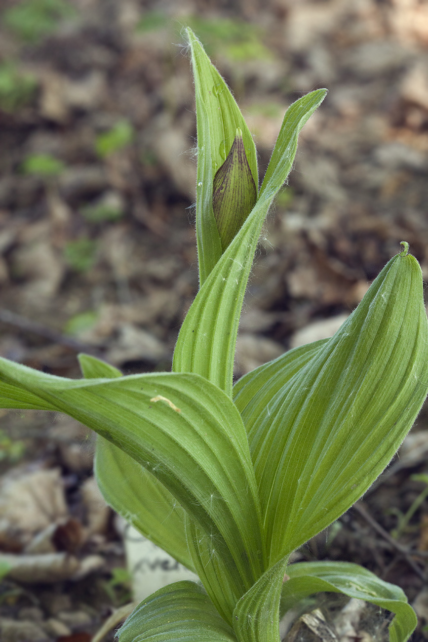 Image of Cypripedium &times; ventricosum specimen.